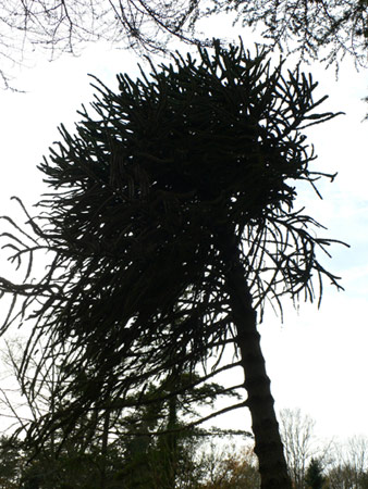 bouvier - Pehuen, l’arbre d’un peuple, Danièle Ball-Simon, 2010